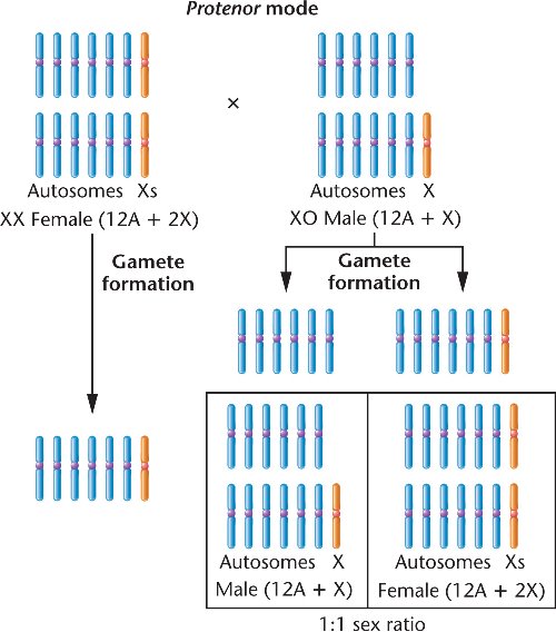 Chapter 7 Sex Determination And Sex Chromosomes