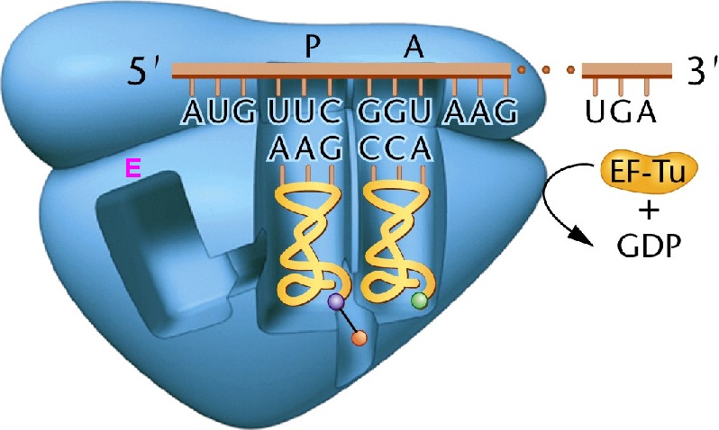 chapter-14-translation-and-proteins