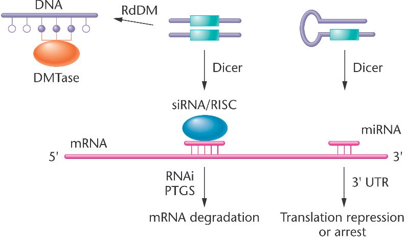 Gene Silencing Html 17 25 Gene Silencing