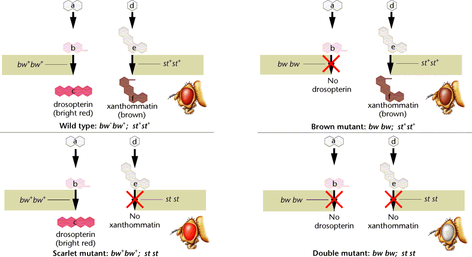 Drosophila Gene Interaction Html 04 10 Drosophila Gene Interaction