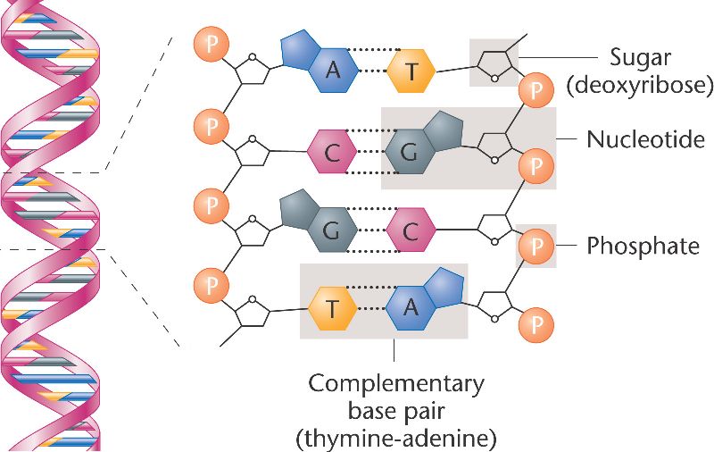 dna-double-helix-html-01-08-dna-double-helix-jpg