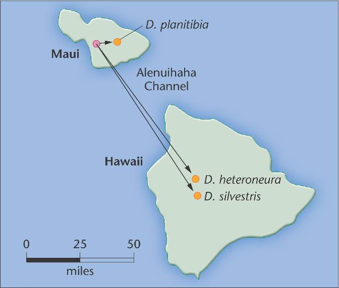 Hawaii_speciation.html 26_10-Hawaii_speciation.jpg